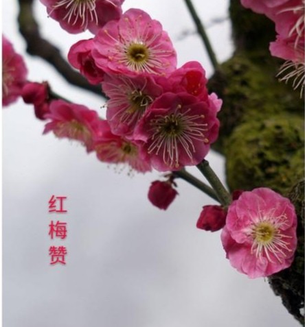 【经典推荐】张燕良老师//诗词集锦系列作品展｛二十二首｝（图6）