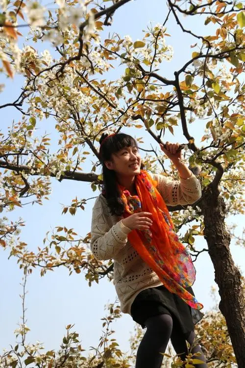 梨 花Ⅱ文图/赵京江（图7）