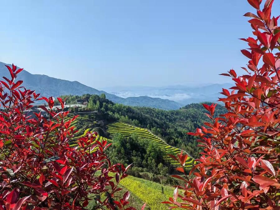 鹧鸪天·春景 词‖秋韵康（图2）