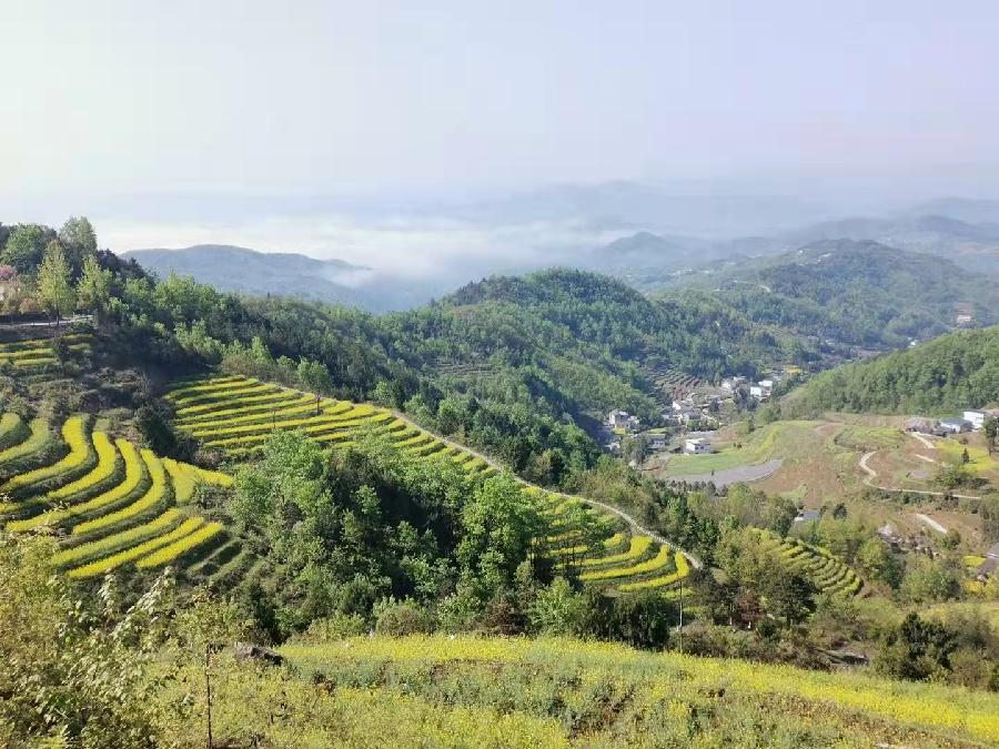 鹧鸪天·春景 词‖秋韵康（图4）