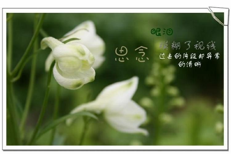 清明*回忆母亲 作者 徐大屏(甘肃永登)【冰心文化传媒】(图8)