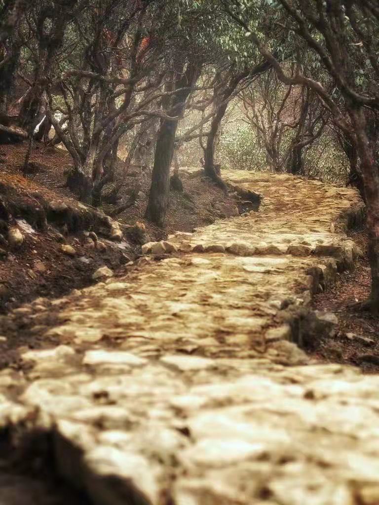 【北美翰苑】海燕国际艺术传媒联合推出‖《我的路》唐闹闹（美国）的作品（三十七）（图3）