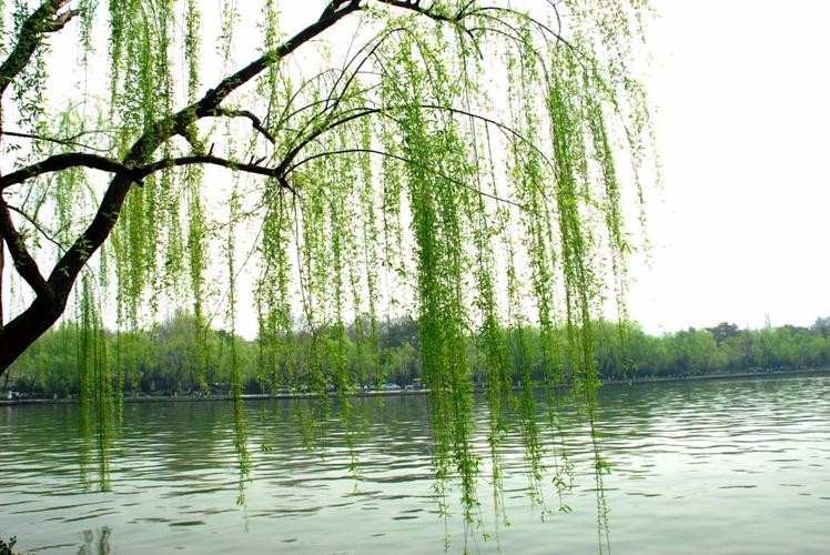 先锋诗派山东分会专刊【仿古体新诗】疫情窝居清明感怀 山东/魏洪娥 京津沪头条(图2)
