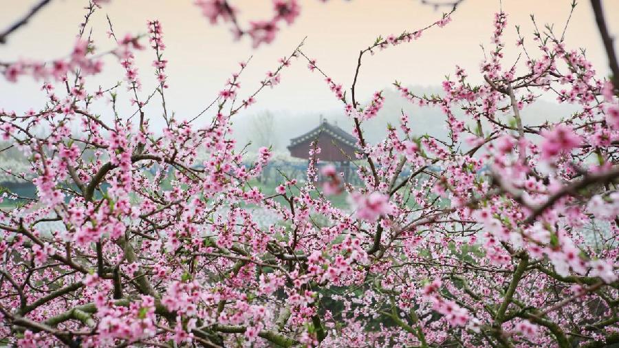 青岛聆泉诗社042期｜春赋小吟六十四首（图4）