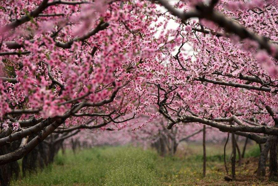 青岛聆泉诗社042期｜春赋小吟六十四首（图6）