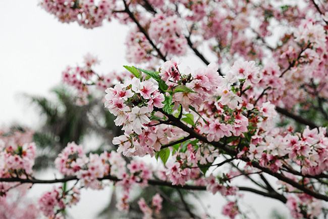 青岛聆泉诗社042期｜春赋小吟六十四首（图7）