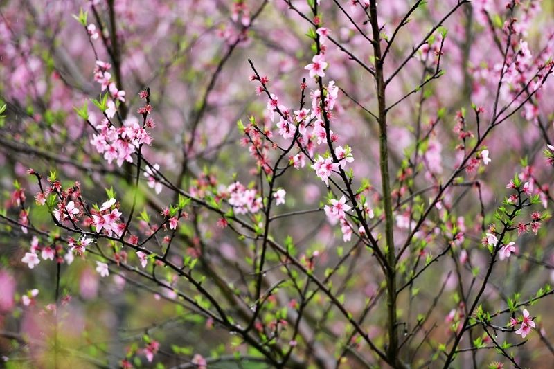 青岛聆泉诗社042期｜春赋小吟六十四首（图11）