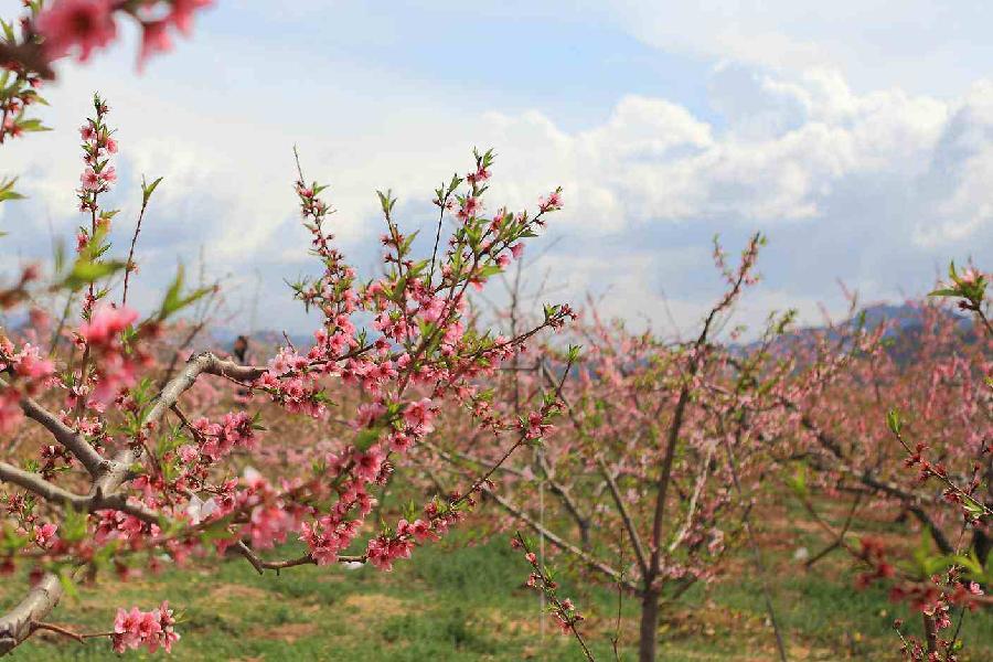 青岛聆泉诗社042期｜春赋小吟六十四首（图14）