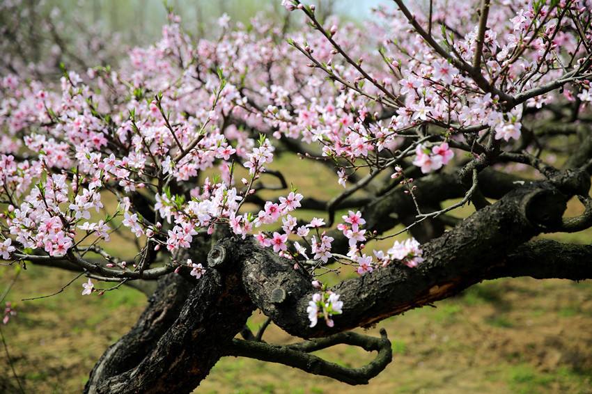 青岛聆泉诗社042期｜春赋小吟六十四首（图16）