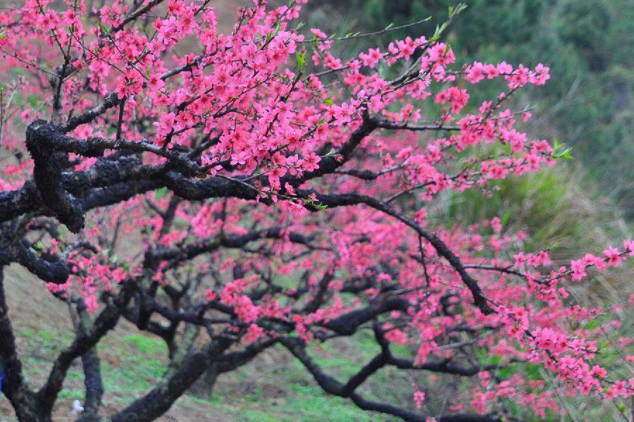 青岛聆泉诗社042期｜春赋小吟六十四首（图8）