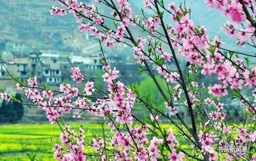 七律.陌上春吟（外四首）文/淡泊名利（北京）【冰心文化传媒】（图3）