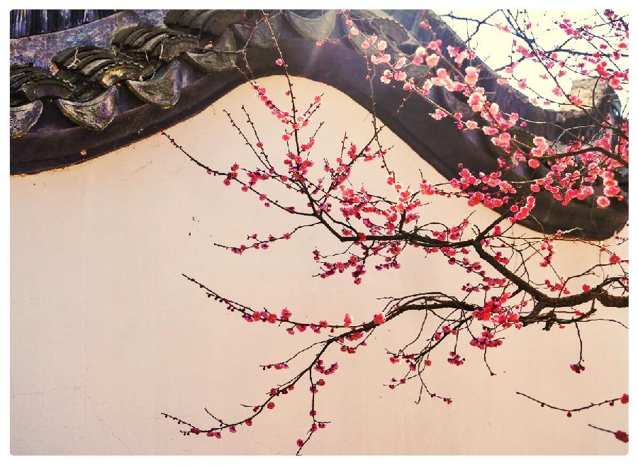 长相思过一剪梅•清明谣ll作者 白润岱ll诵读 费军(图5)