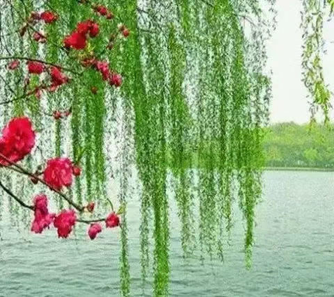 年年油菜花开 （外一首） 文/蓝天风（图3）