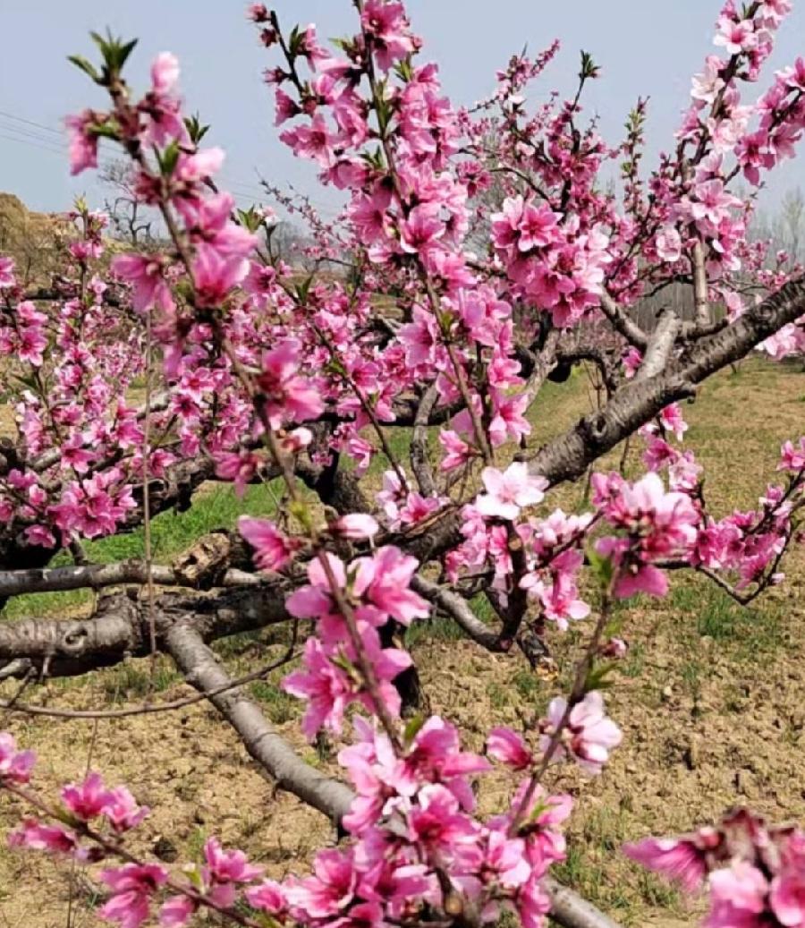 河南鲁山：万亩桃花绽放山谷 不少游客纷至沓来（图2）