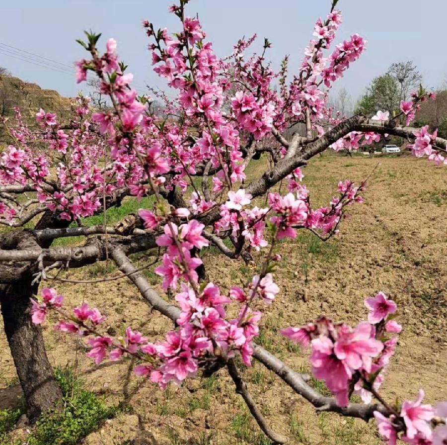 河南鲁山：万亩桃花绽放山谷 不少游客纷至沓来