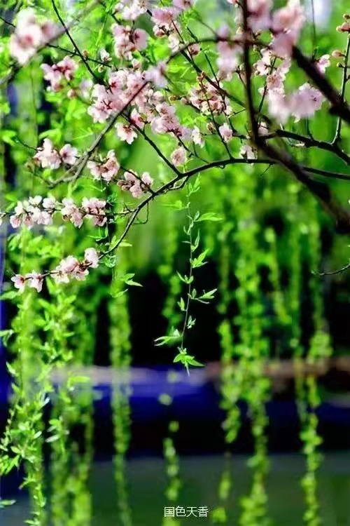 清明插花寄哀思‖文图/梁玉科