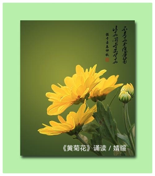 婧暄诗歌选读ll黄菊花ll同题诵 婧暄 花语 鹤凡 子慧（图3）