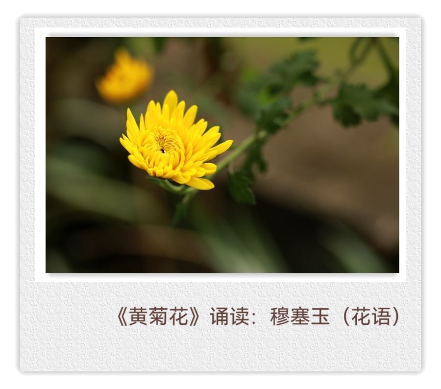 婧暄诗歌选读ll黄菊花ll同题诵 婧暄 花语 鹤凡 子慧(图4)