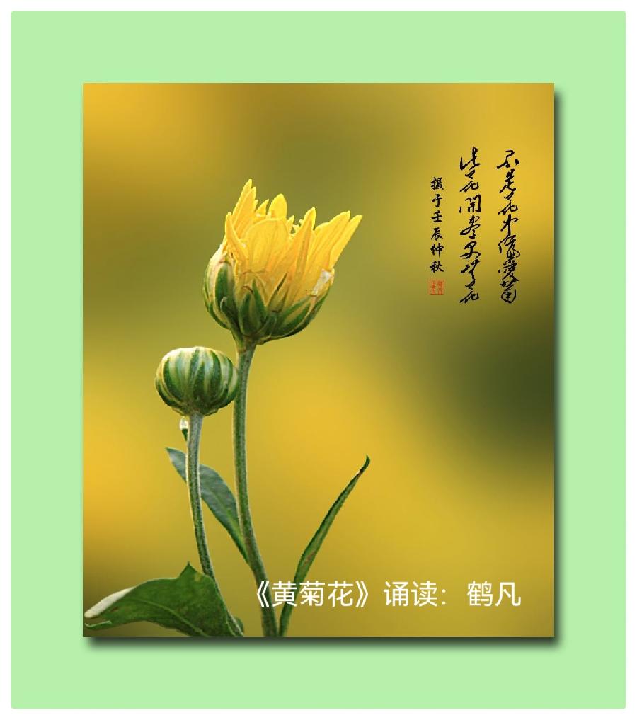 婧暄诗歌选读ll黄菊花ll同题诵 婧暄 花语 鹤凡 子慧(图5)