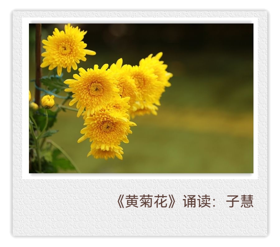 婧暄诗歌选读ll黄菊花ll同题诵 婧暄 花语 鹤凡 子慧(图6)