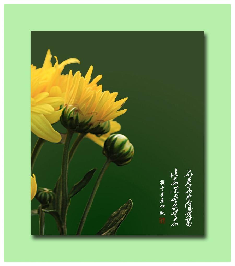 婧暄诗歌选读ll黄菊花ll同题诵 婧暄 花语 鹤凡 子慧(图7)