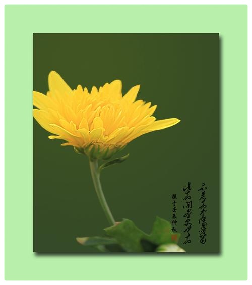 婧暄诗歌选读ll黄菊花ll同题诵 婧暄 花语 鹤凡 子慧（图9）