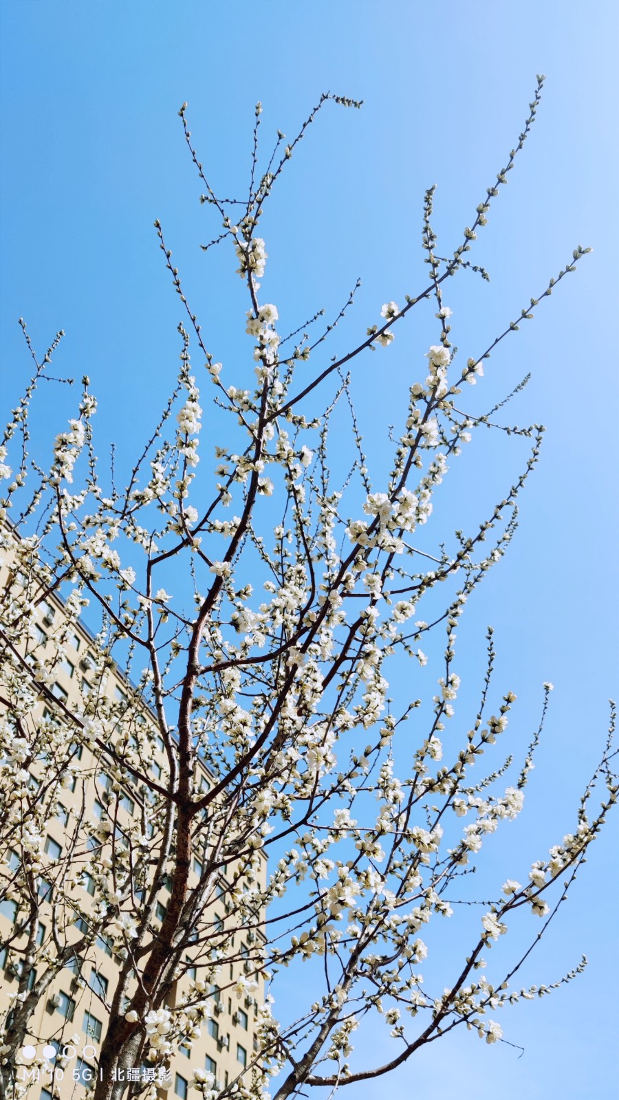 北疆摄影：春风桃李满庭芳（图10）