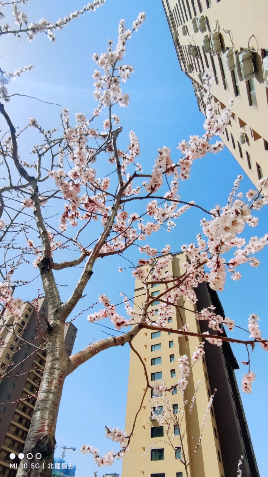 北疆摄影：春风桃李满庭芳（图8）