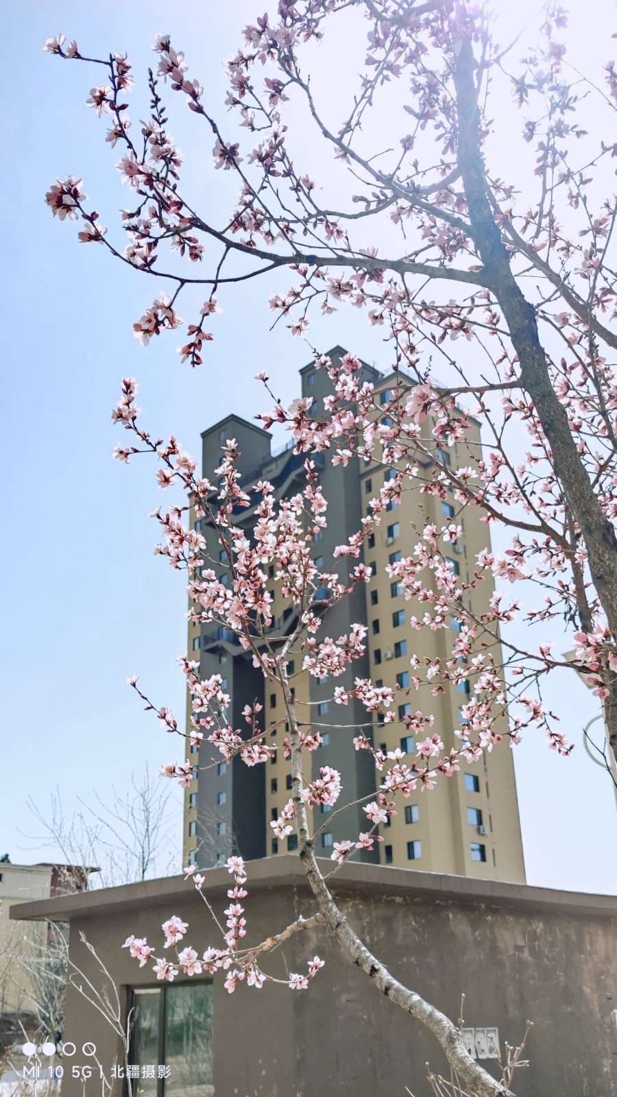 北疆摄影：春风桃李满庭芳（图9）