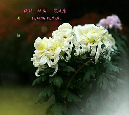 [桃源特刊]清明之现代诗|作者:桃源诗友|本期审核:蓝精灵[总1091期]（图11）