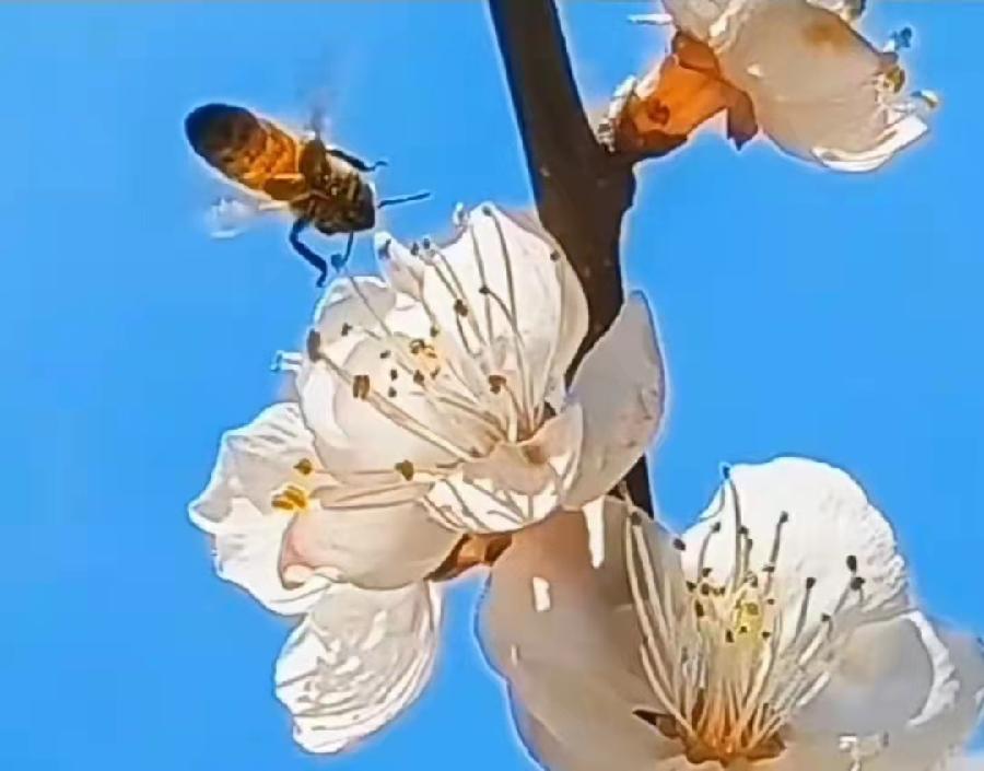 菩萨蛮·围城(2022-3-17)(外二首)文/龙门梧桐(罗茂年)(图6)