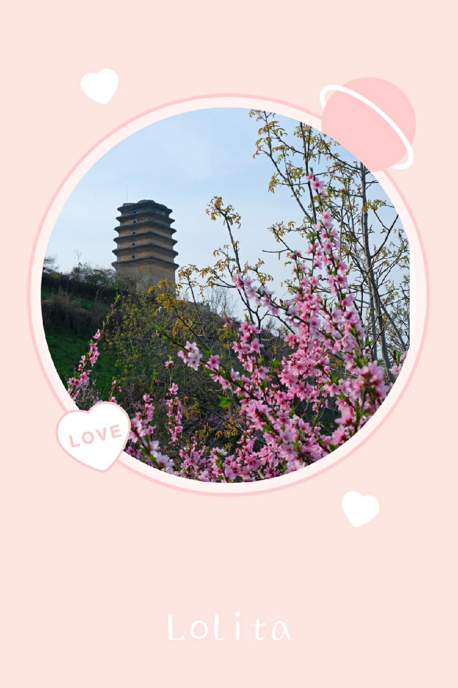 桃红记忆