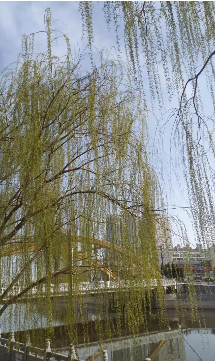 春天(外三首)‖作者：欧阳彦红（图2）