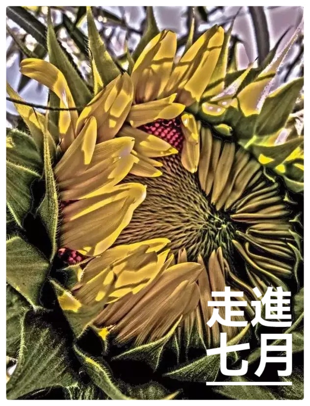 吴明辉诗歌选读ll走进七月ll诵读 艾果ll摄影 老菩提(图5)