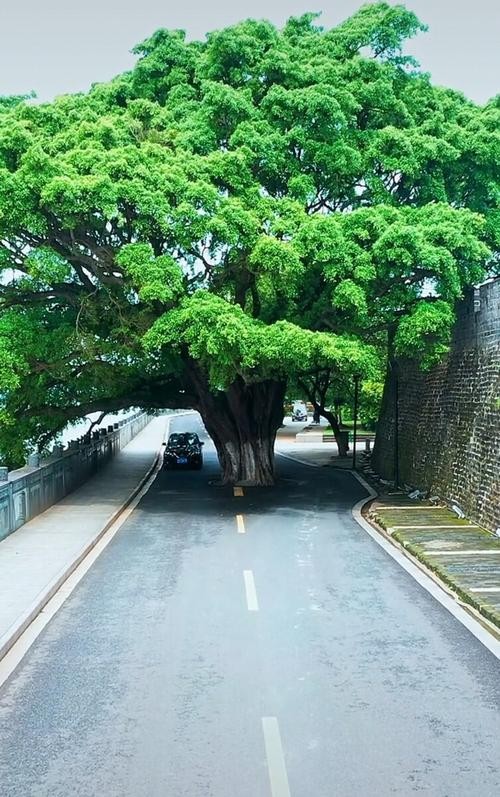 【经典推荐】黄元基//鹧鸪天•古树｛二首｝（图5）
