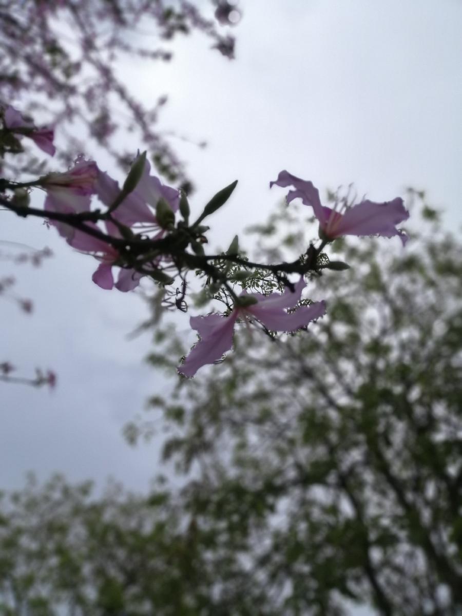 清明诗三首（新韵）文／江冲（图4）