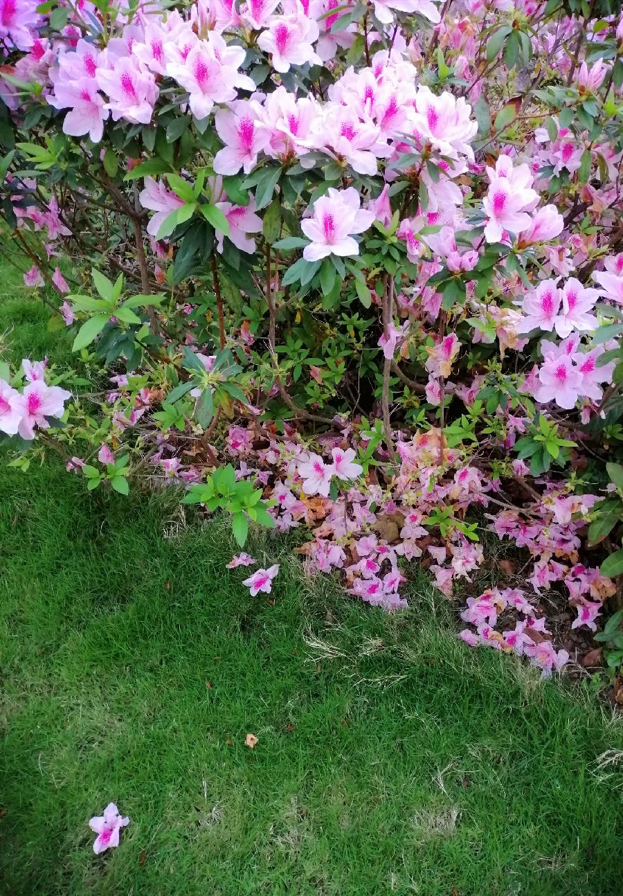 清明诗三首（新韵）文／江冲（图6）