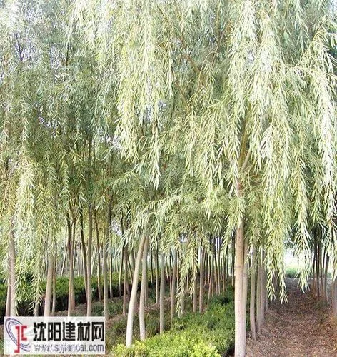 四月的眷恋与希冀Ⅱ文图/赵京江（图5）