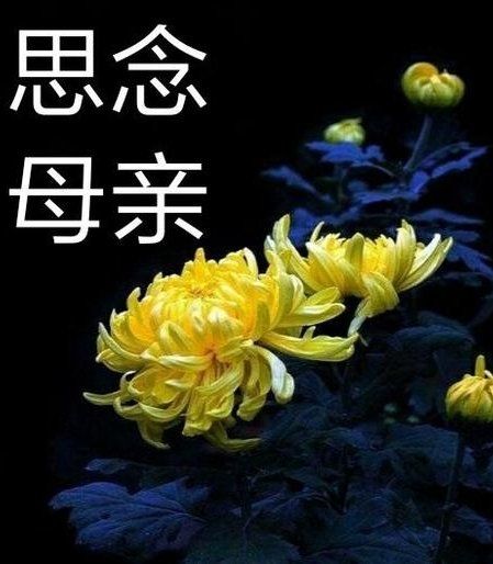 刘林丽诗歌作品172期《四月雨 四月泪 四月花》朗诵小丽花 编辑制作刘林丽(图3)
