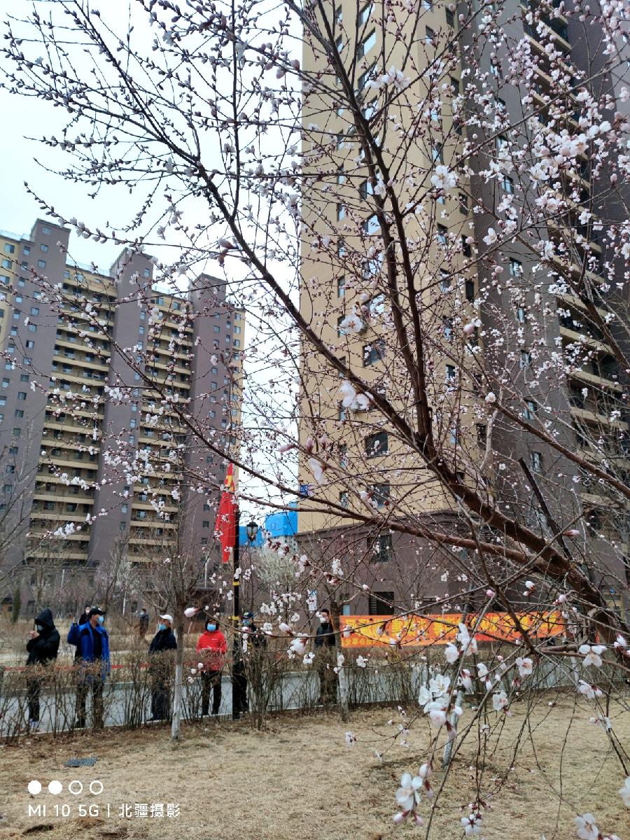 北疆摄影：春风桃李满庭芳