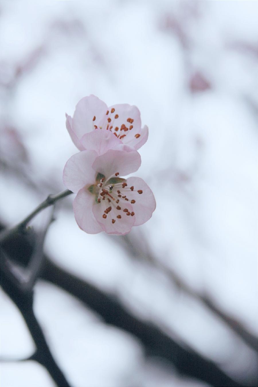 北疆摄影：春风桃李满庭芳（图13）