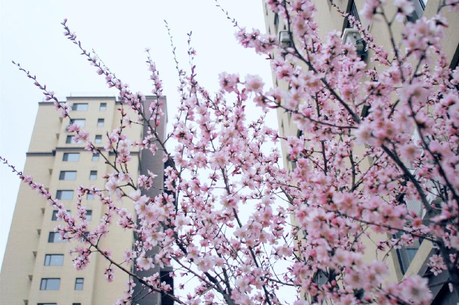 北疆摄影：春风桃李满庭芳（图15）