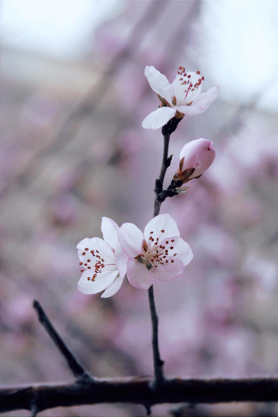 北疆摄影：春风桃李满庭芳（图14）