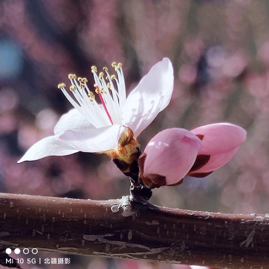 北疆摄影：春风桃李满庭芳（图2）