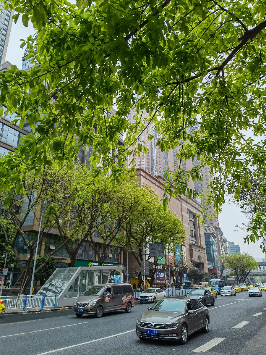 「散文」南坪之春（图10）