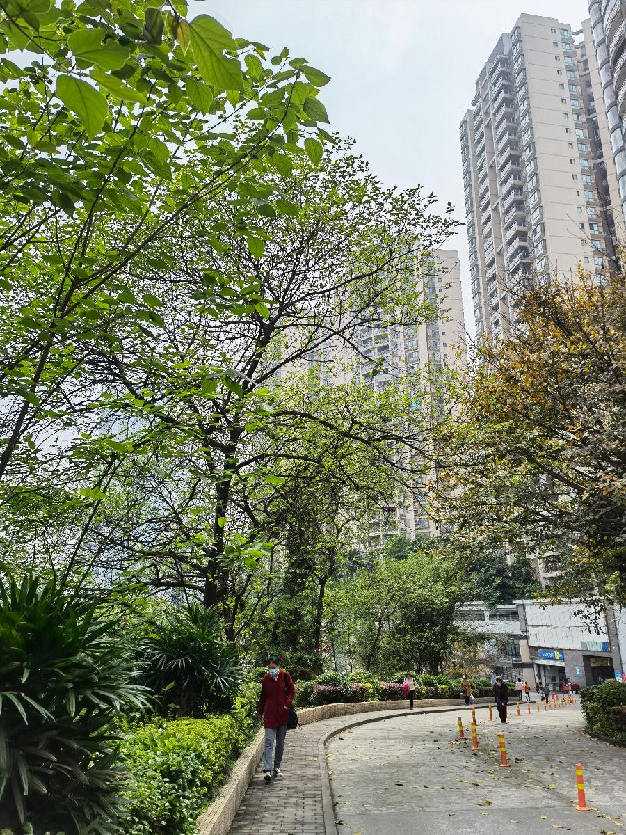「散文」南坪之春（图15）