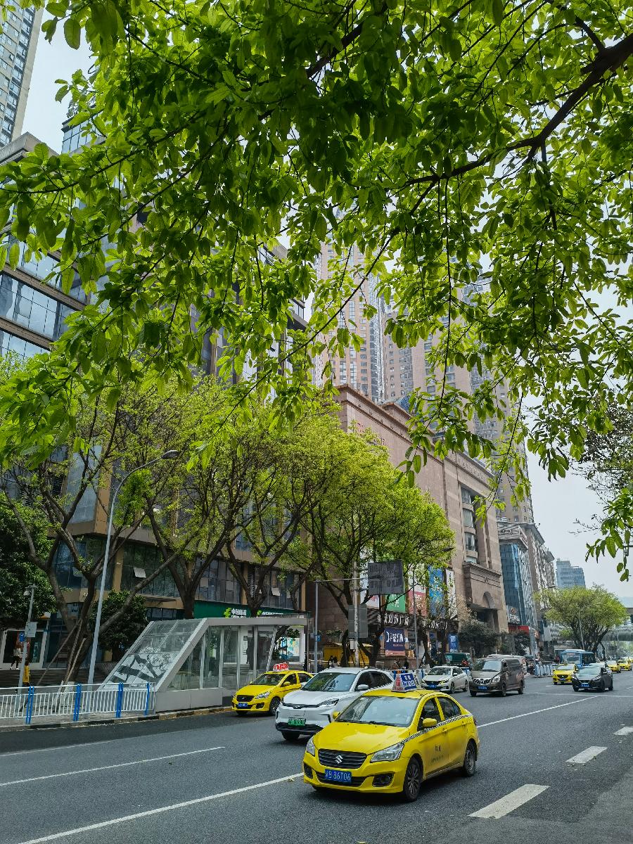 「散文」南坪之春（图6）