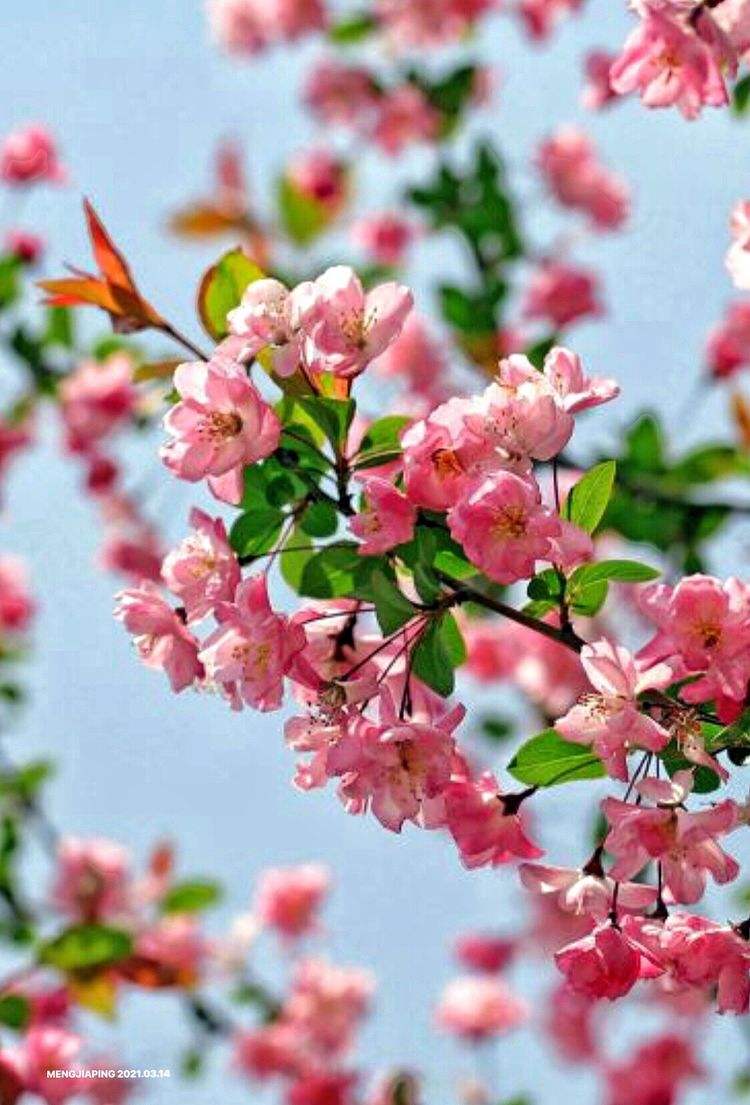 平成斌春暮诗汇（图4）