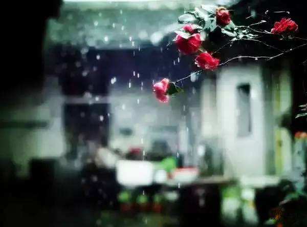 【新山东文学社】《夜雨春深》作者/牛东 主播/竹林听雨（图5）