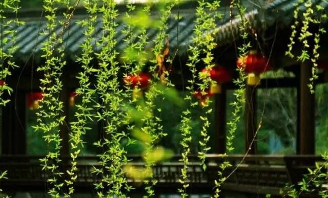 《无题》作者：祥云笼罩;主播：雯煜;编辑：宋梅【中国长江文学社】有声文学平台第3601期（图4）